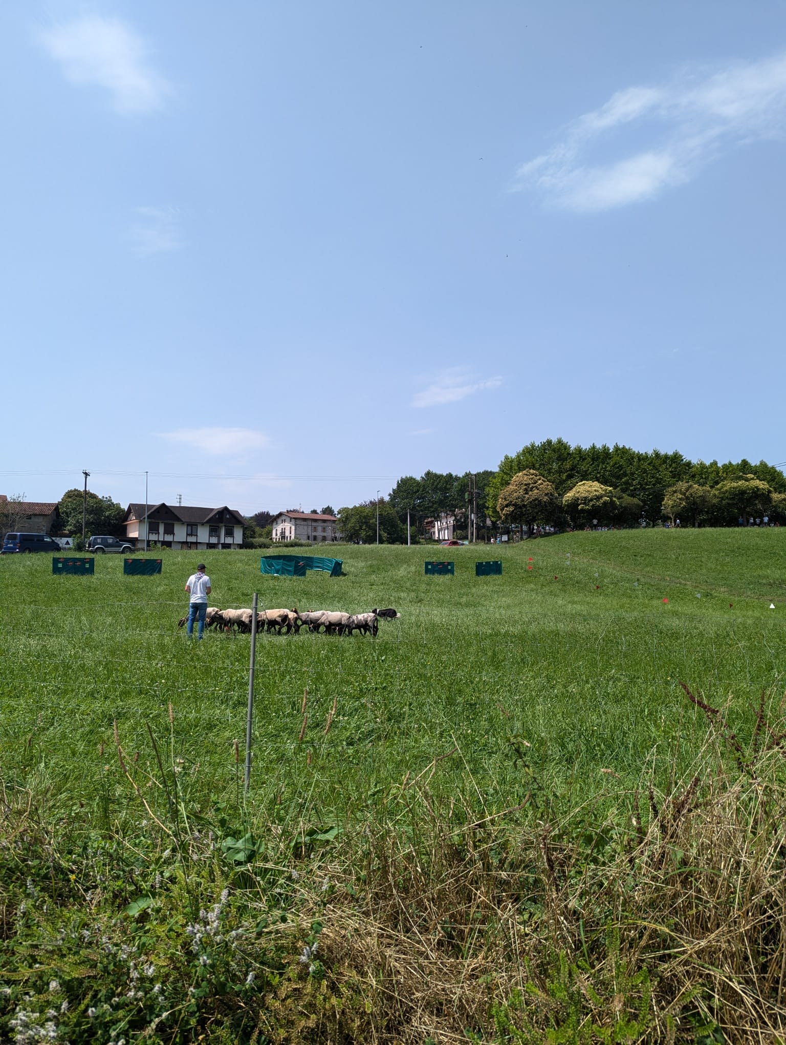 Artzain txakur txapelketa