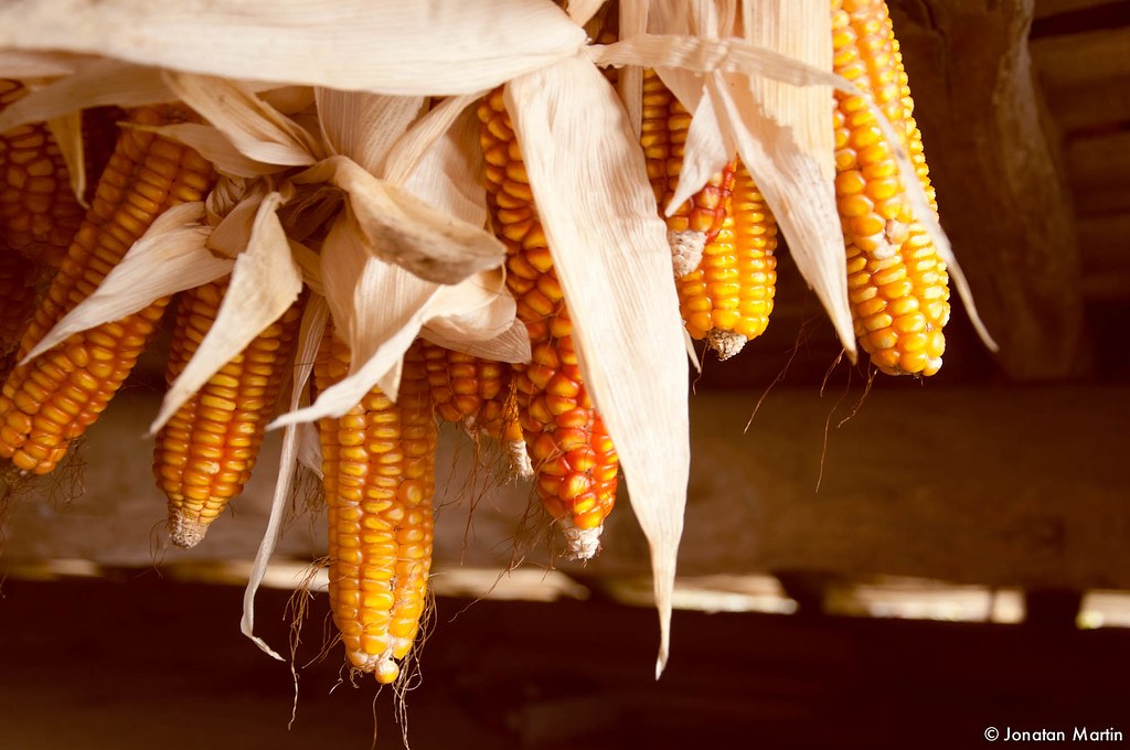 Arto tailerra egingo da igandean