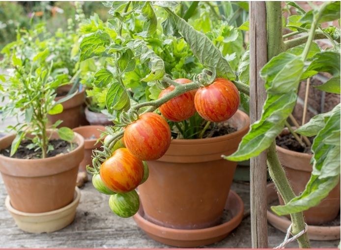 Balkoian baratza jartzeko doako tailerra izango da igandean