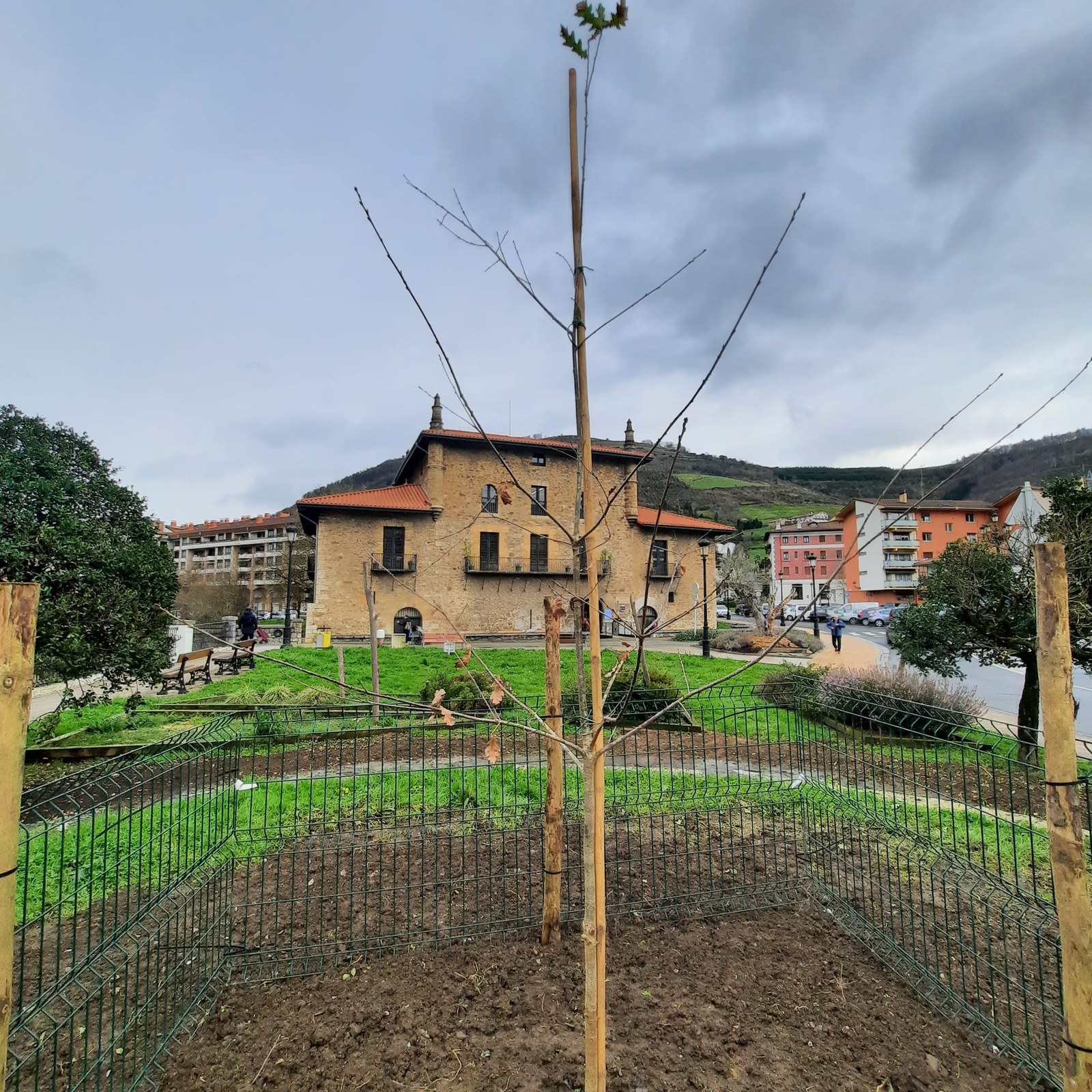 Gernikako arbolaren kimu bat landatu dute Foru Pasealekuan