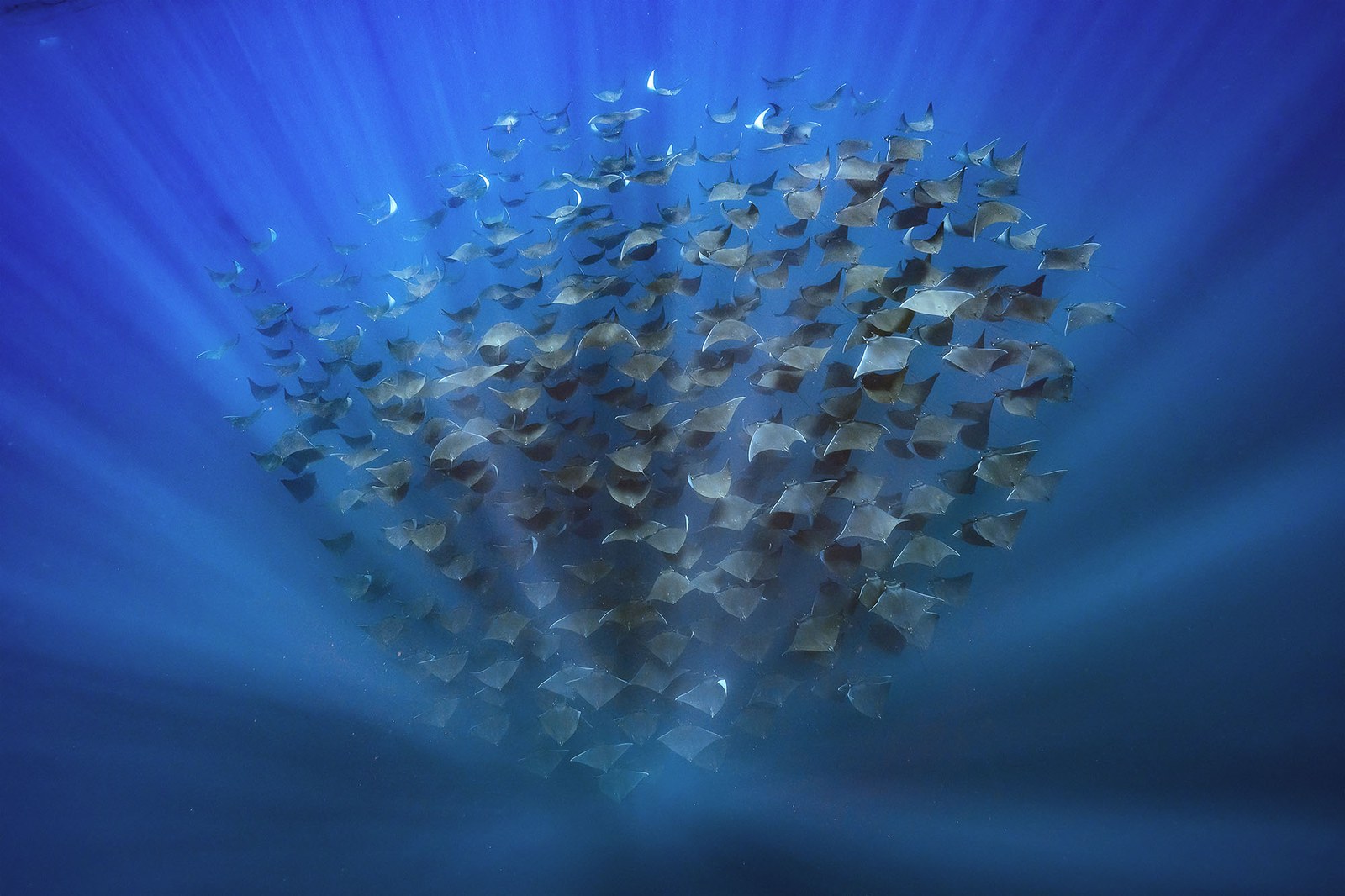 Itsaspeko bizitza ezagutzeko aukera, zinemaren bidez