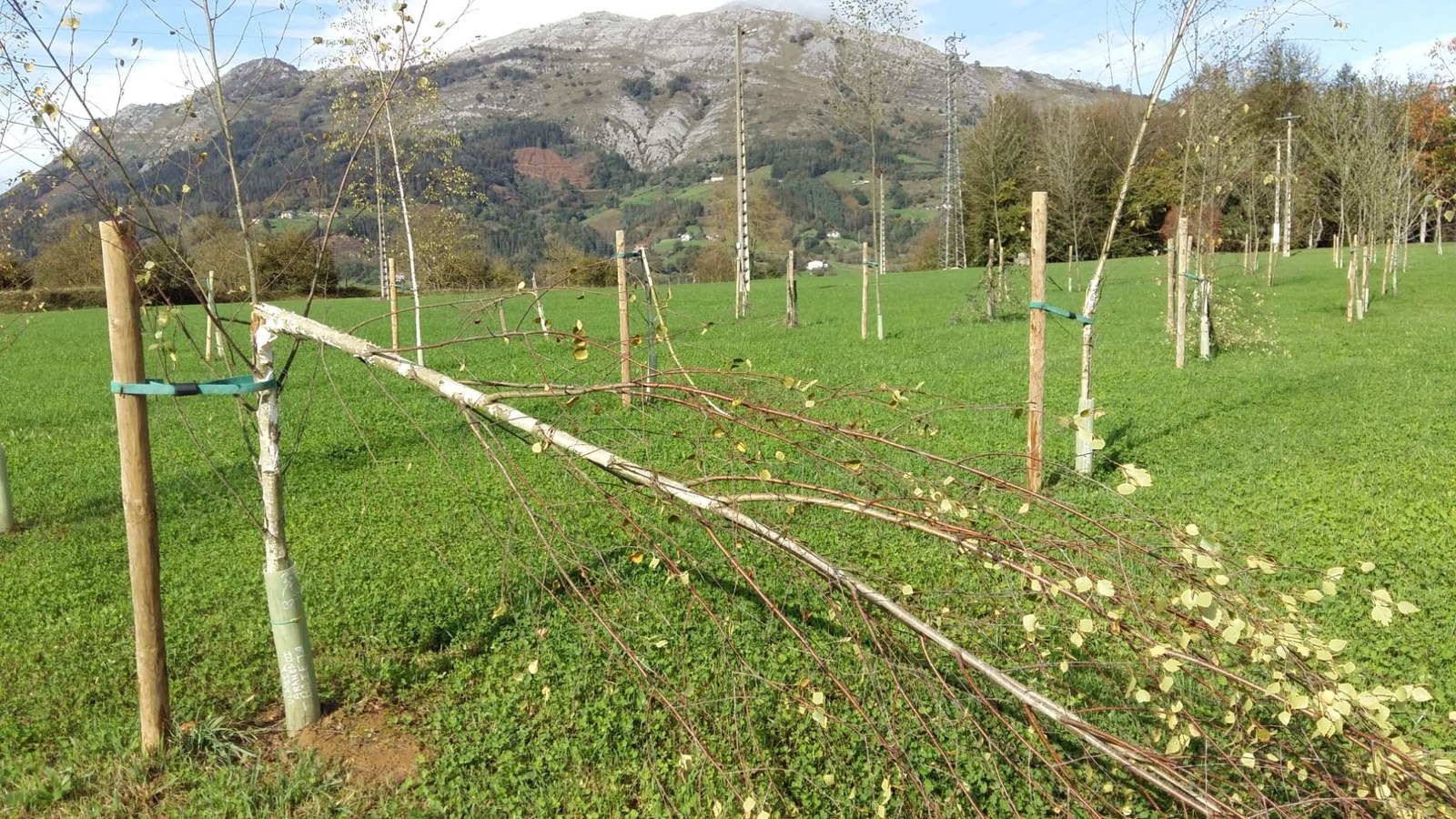 Zuhaitzak hondatu eta moztu dituztela Goenan salatu nahi du Udalak
